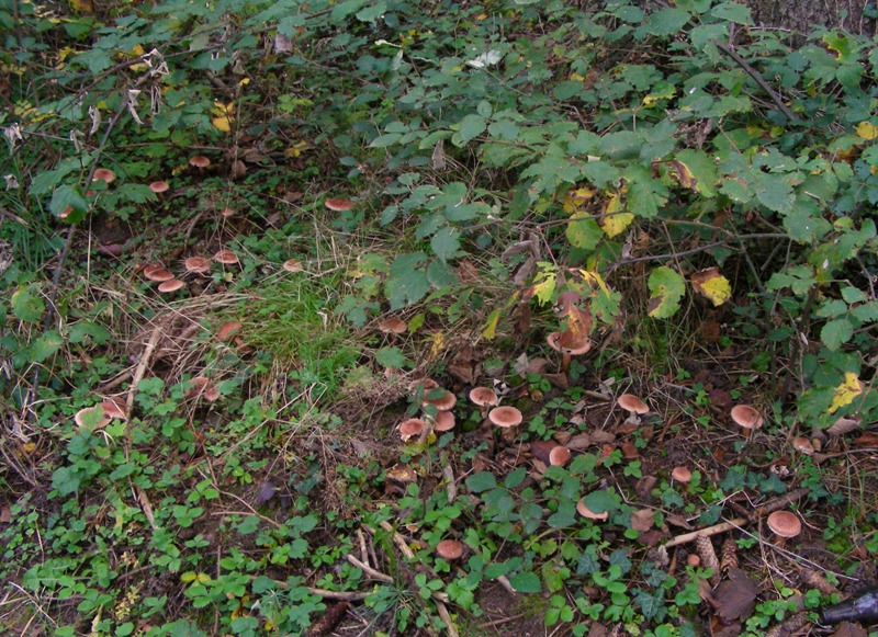 Escursione in bosco misto collinare